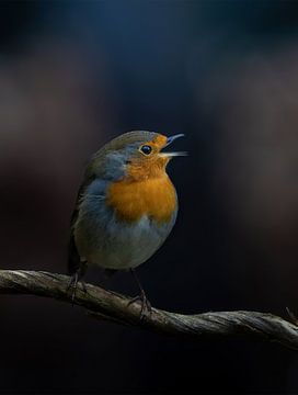 Robin singt von arnemoonsfotografie