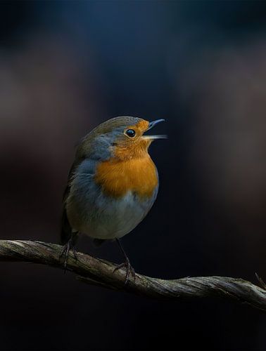 Robin chante