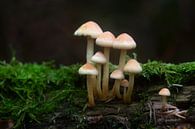 Pilze im Wald von MSP Canvas Miniaturansicht