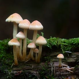 Mushrooms in the forest by MSP Canvas