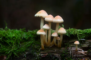Les champignons dans la forêt