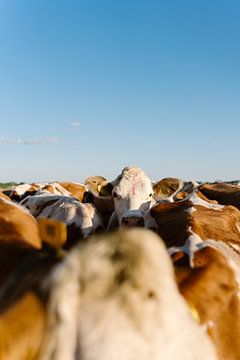 Inmitten der Herde von Anne van Wijk