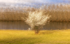 Ein verträumter Schleier aus Frühlingsblüten durch Mehrfachbelichtungen