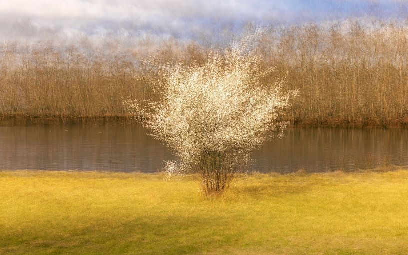A dreamy veil of spring blossom through multiple exposures by Marga Vroom