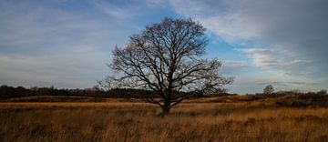 Solitary tree van Niels Haven