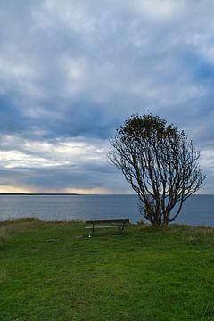 Tree bent by the wind with bench on a cliff by the sea by Martin Köbsch