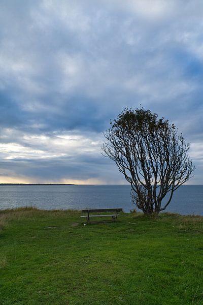 Arbre plié par le vent avec banc sur une falaise au bord de la mer par Martin Köbsch