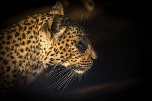 Leopard Portrait von Thomas Froemmel