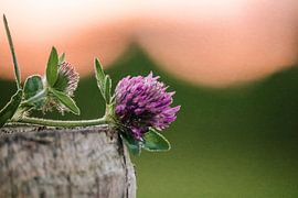 Red clover sunset by Leonie Verspui