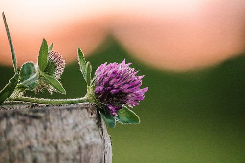 Red clover sunset