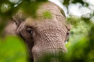 olifant van Johan Honders thumbnail