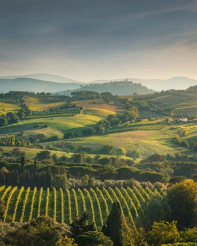 Landschap van de wijngaarden van Morellino di Scansano, Toscane