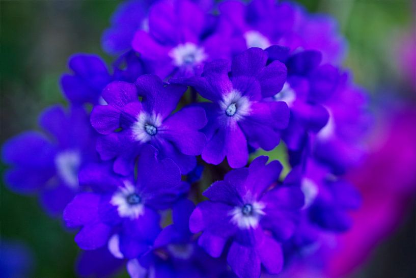 Violette Verbana-Blume von Iris Holzer Richardson