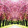 Pink World - Panorama des cerisiers en fleurs au printemps sur Franz Walter