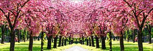 Pink World - Kirschblüten im Frühling Panorama