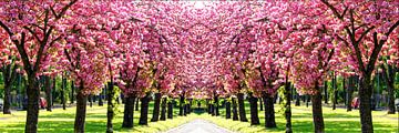 Pink World - Kirschblüten im Frühling Panorama