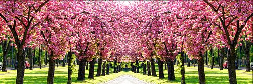 Roze Wereld - Panorama van kersenbloesems in de lente