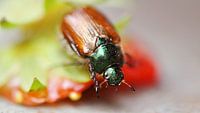 Strawberry-Beatle
