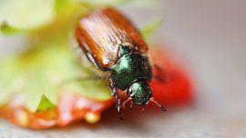 Strawberry-Beatle by Elly Michiels-Fleuren