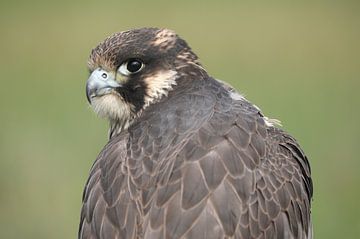 Slechtvalk (Falco peregrinus) van Ronald Pol