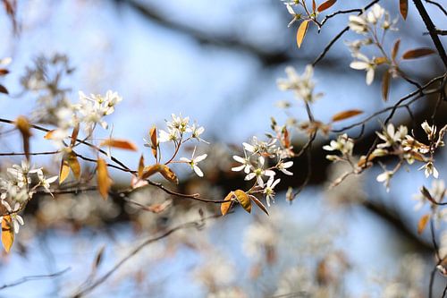 Lentebloesem in het bos