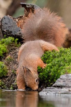 L'écureuil cherche de la nourriture sur Karin van Rooijen Fotografie