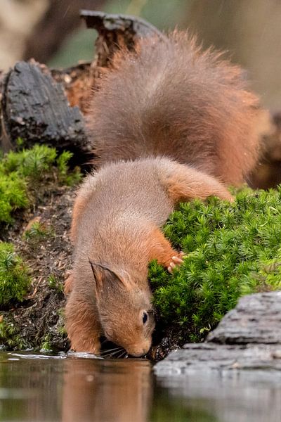 Squirrel looks for food by Karin van Rooijen Fotografie