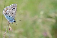 Vlinder Butterfly