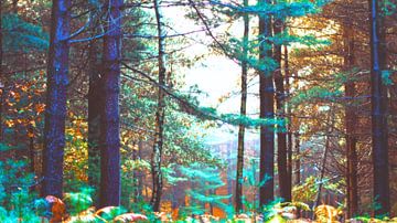 Wald Meditation von FRESH Fine Art