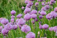 Roze bloemen van bieslook