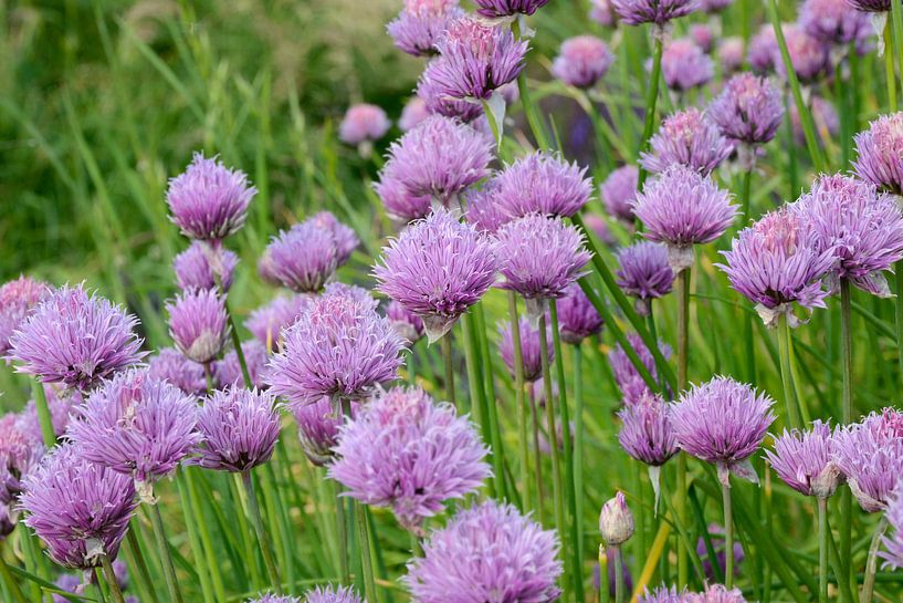 Feld von rosa Schnittlauch-Lauch schoenoprasum Blumen von Evelien Doosje