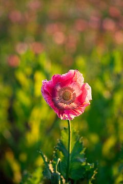 Gros plan sur le pavot en fleurs sur Catrin Grabowski