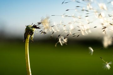Vlucht van de zaden van een paardenbloem in de wind van shot.by alexander