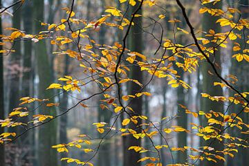 Bos in herfstkleuren van Lucia Leemans