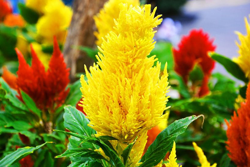 Gele Bloem von Gerrit Neuteboom
