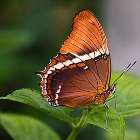 Orange butterfly by Jos Reimering