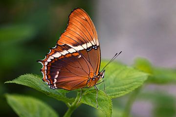 Orange butterfly van Jos Reimering