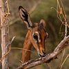 Antilope in Samburu county, Kenia 2 van Andy Troy