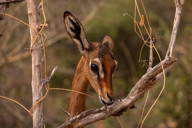 Antilope dans le comté de Samburu, Kenya 2 par Andy Troy