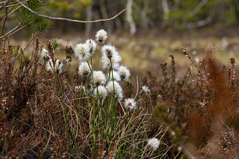 Cotton grass in the black moor/Rhön by Holger W. Spieker