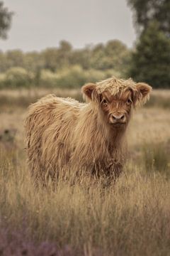 Schotse Hooglander kalf op Landgoed Grote Zand van KB Design & Photography (Karen Brouwer)