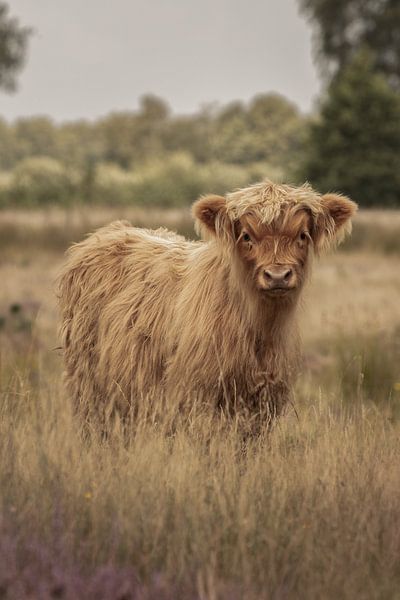 Schottisches Highlander-Kalb auf Great Sand Estate von KB Design & Photography (Karen Brouwer)