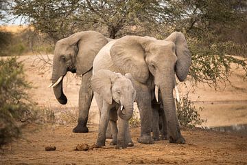 Elephant Family van Thomas Froemmel