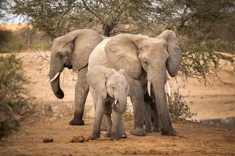 Famille d'éléphants par Thomas Froemmel