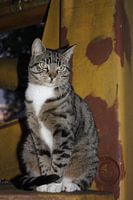 poes op roestige hoogwerker