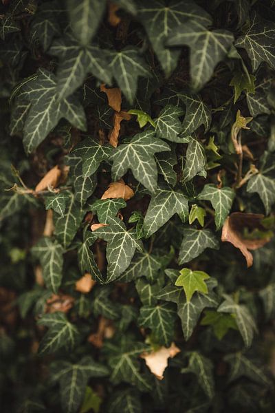 Vintage style ivy by Leo Schindzielorz