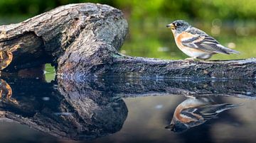 Réflexion d'un Pinson du Nord sur une branche d'arbre dans l'eau