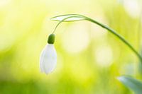 Snowdrop