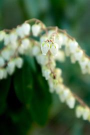 macro photo with bokeh of white spring flowers by Karijn | Fine art Natuur en Reis Fotografie