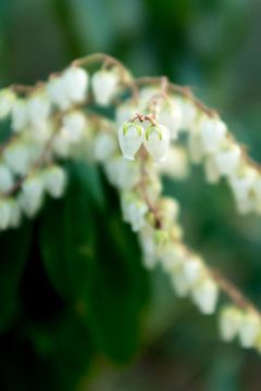 macrofoto met bokeh van witte voorjaarsbloemen